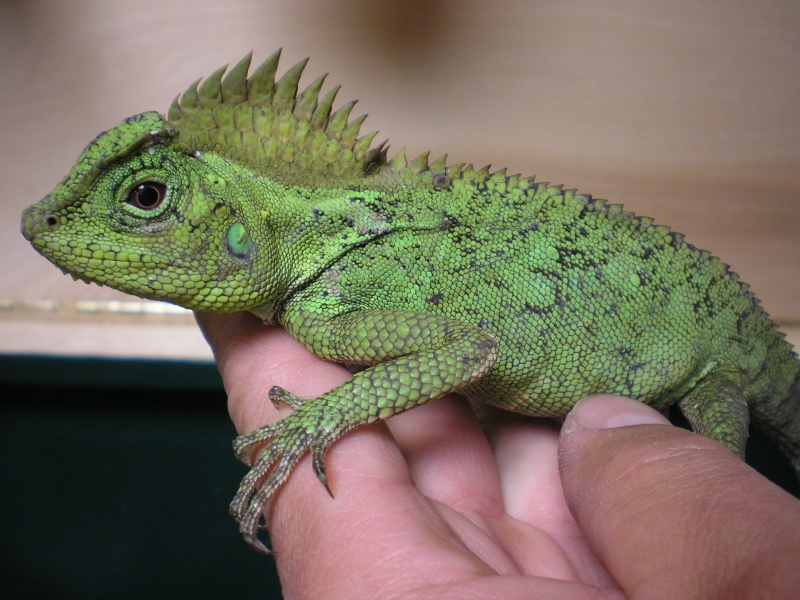 female tree dragon