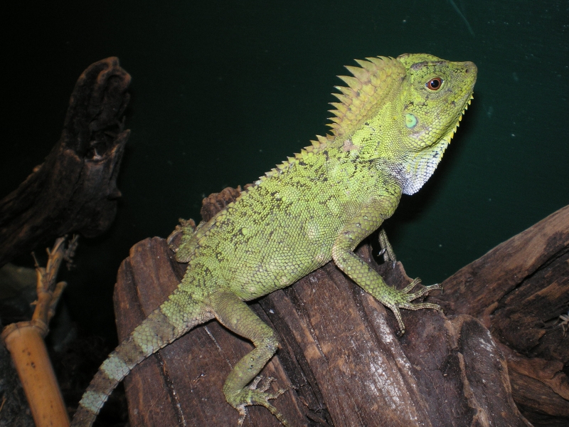 female tree dragon