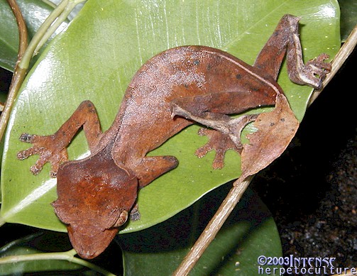 Female Uroplatus phantasticus