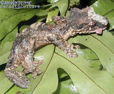 Female Uroplatus pietschmanii