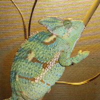 Female Veiled