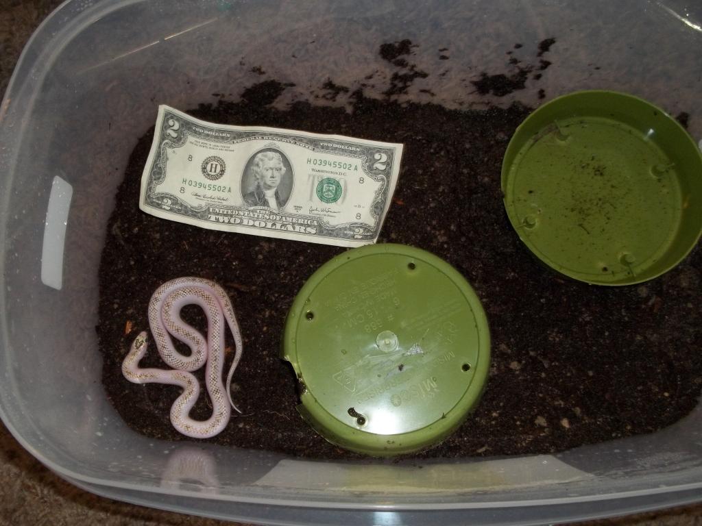 Female White-Wall Speckled Kingsnake