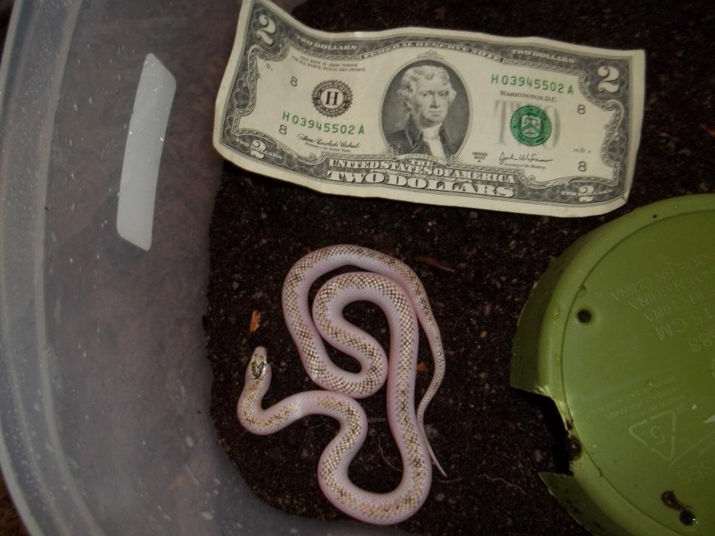 Female White-Wall Speckled Kingsnake