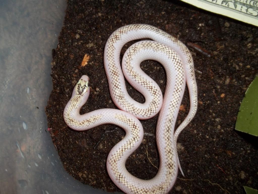 Female White-Wall Speckled Kingsnake