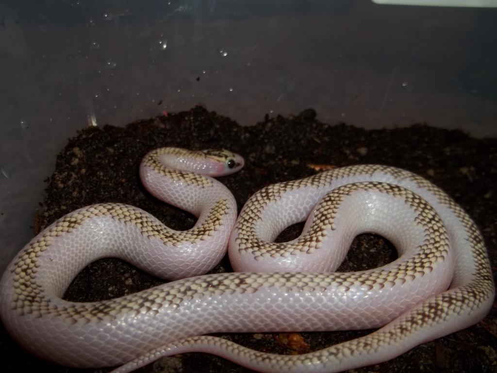 Female White-Wall Speckled Kingsnake
