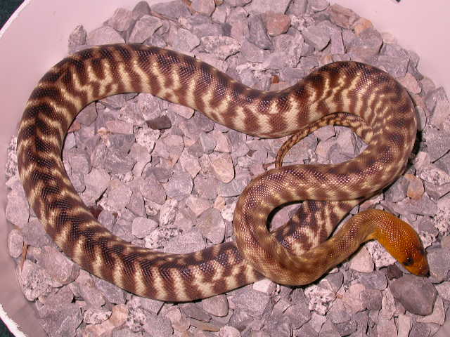 female woma 1
