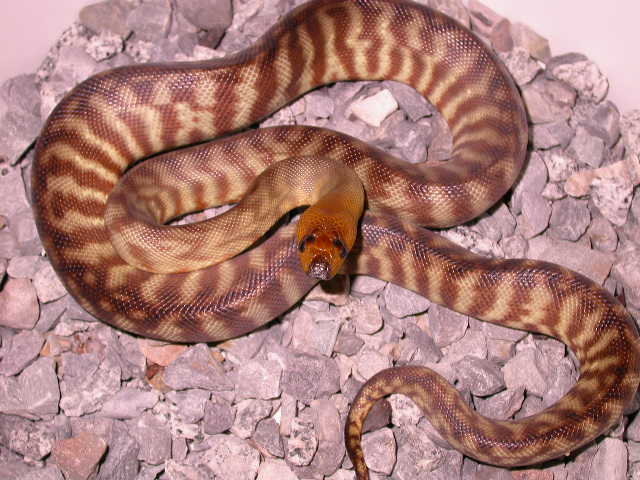 female woma 2