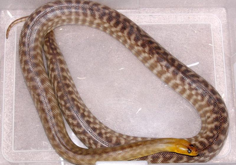 Female woma