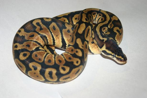 Female01 266g