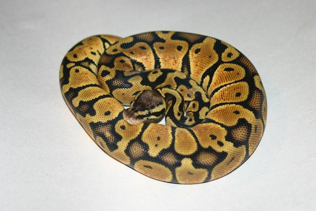 female02 266g