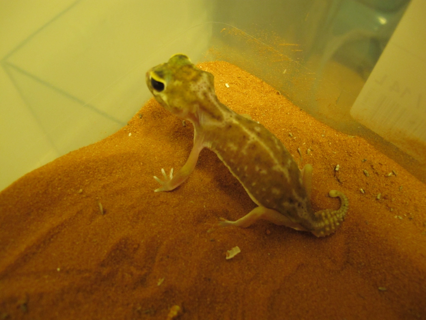 female1-1