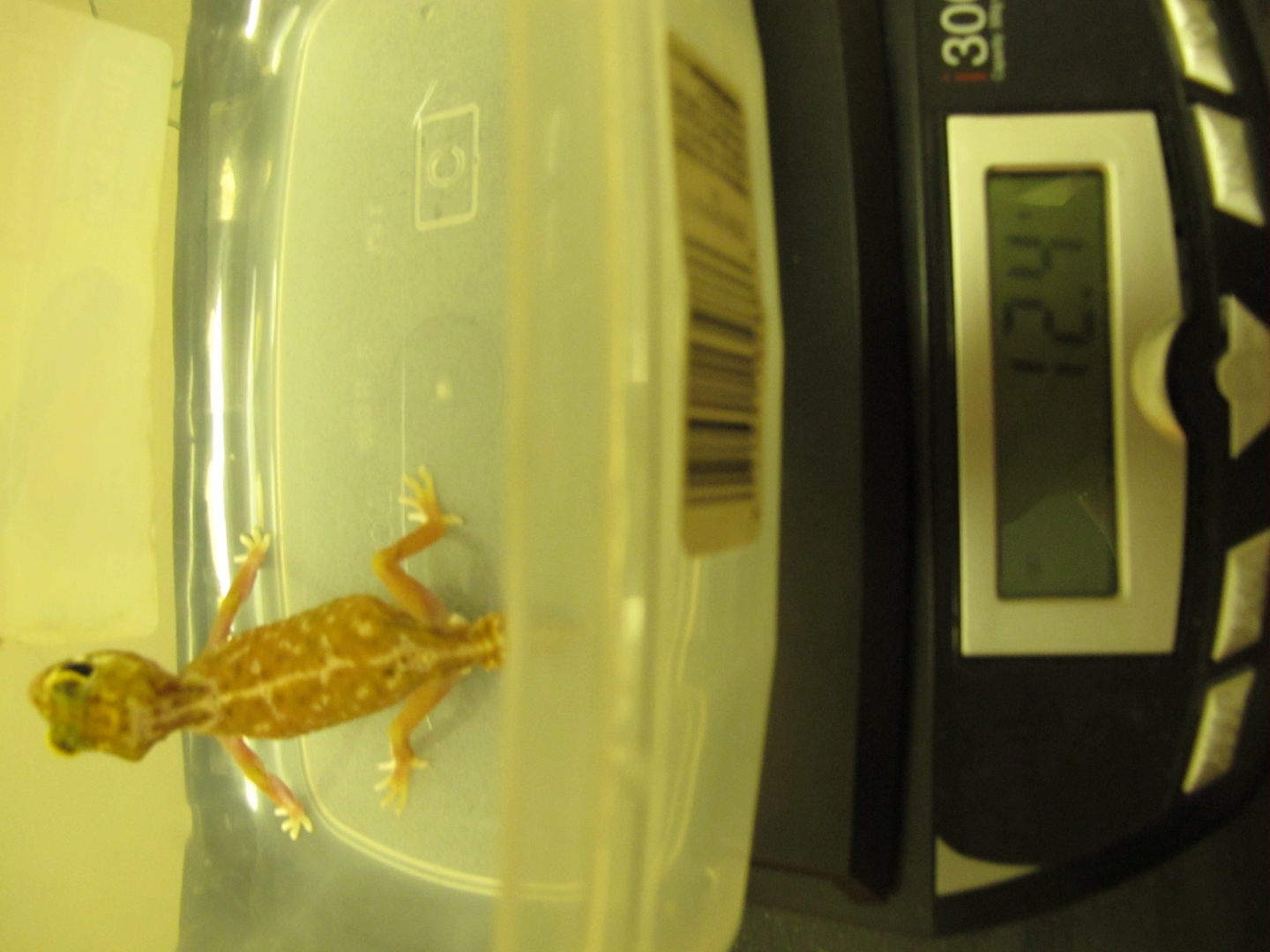 female1-scale