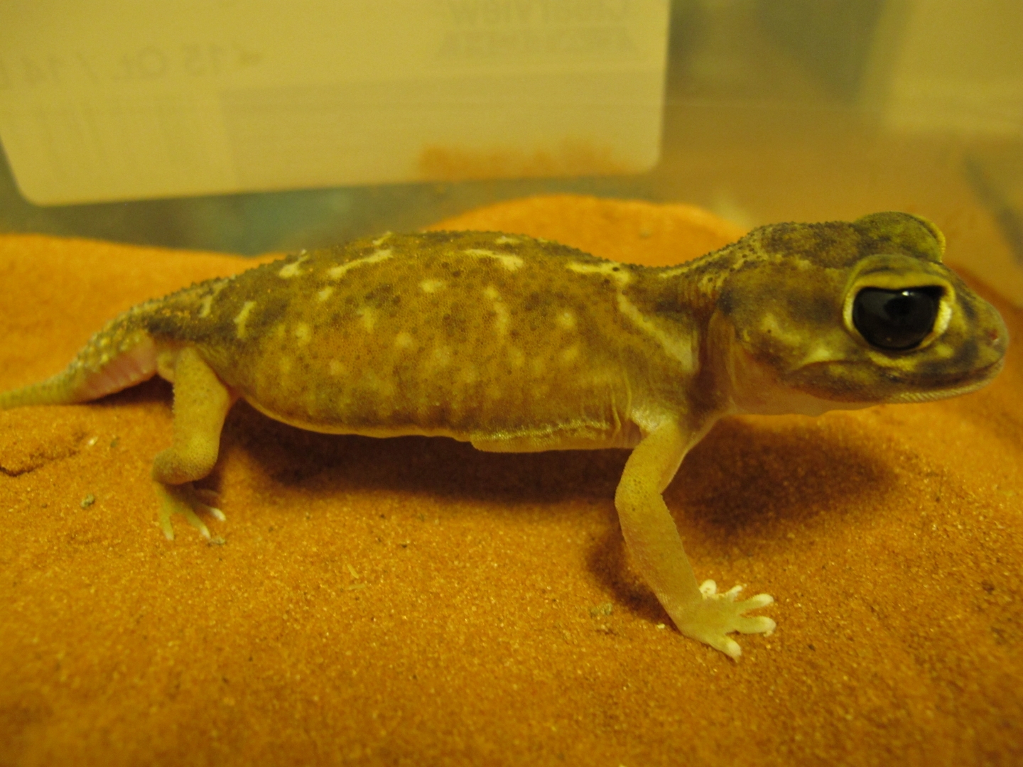 female2-1