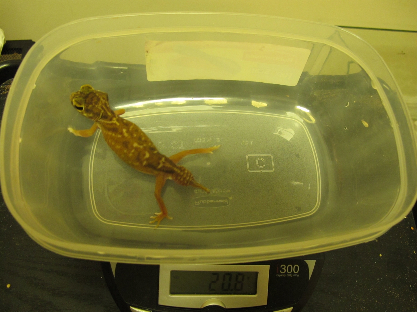 female2-scale
