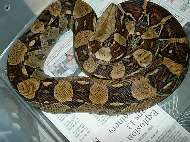 female_4_columbian_boa
