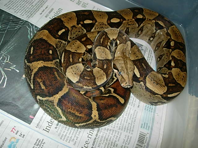 female_4_columbian_boa_2
