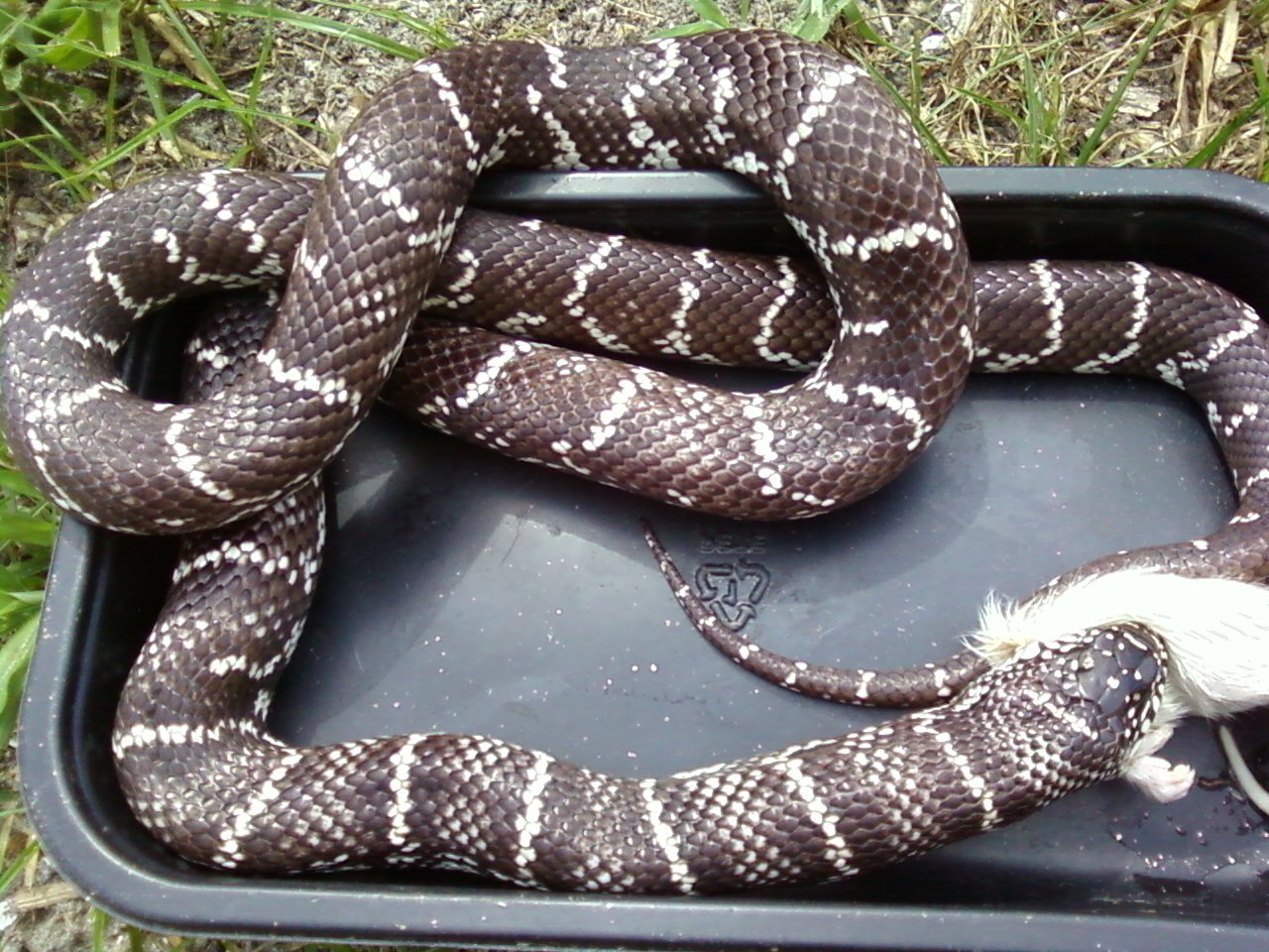 Female_Anery_Fl_X_Cal_1