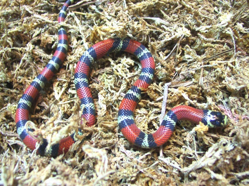 female_micropholis_1_1