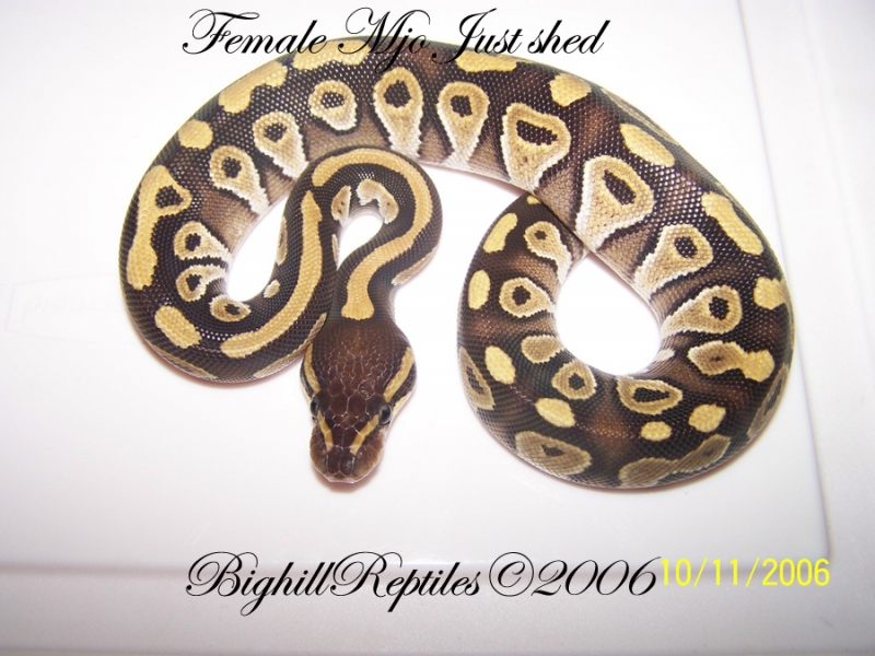 female_mojo_just_shed_pic_2_copy