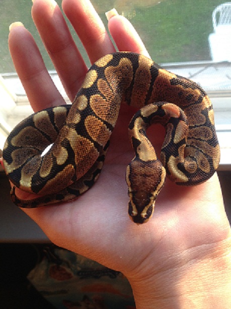 female_woma1