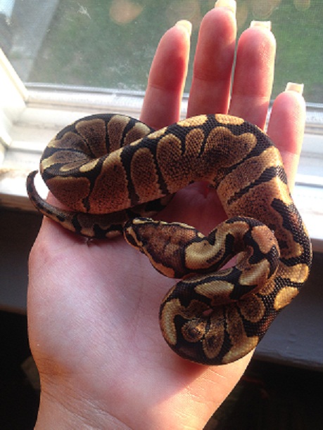 female_woma2