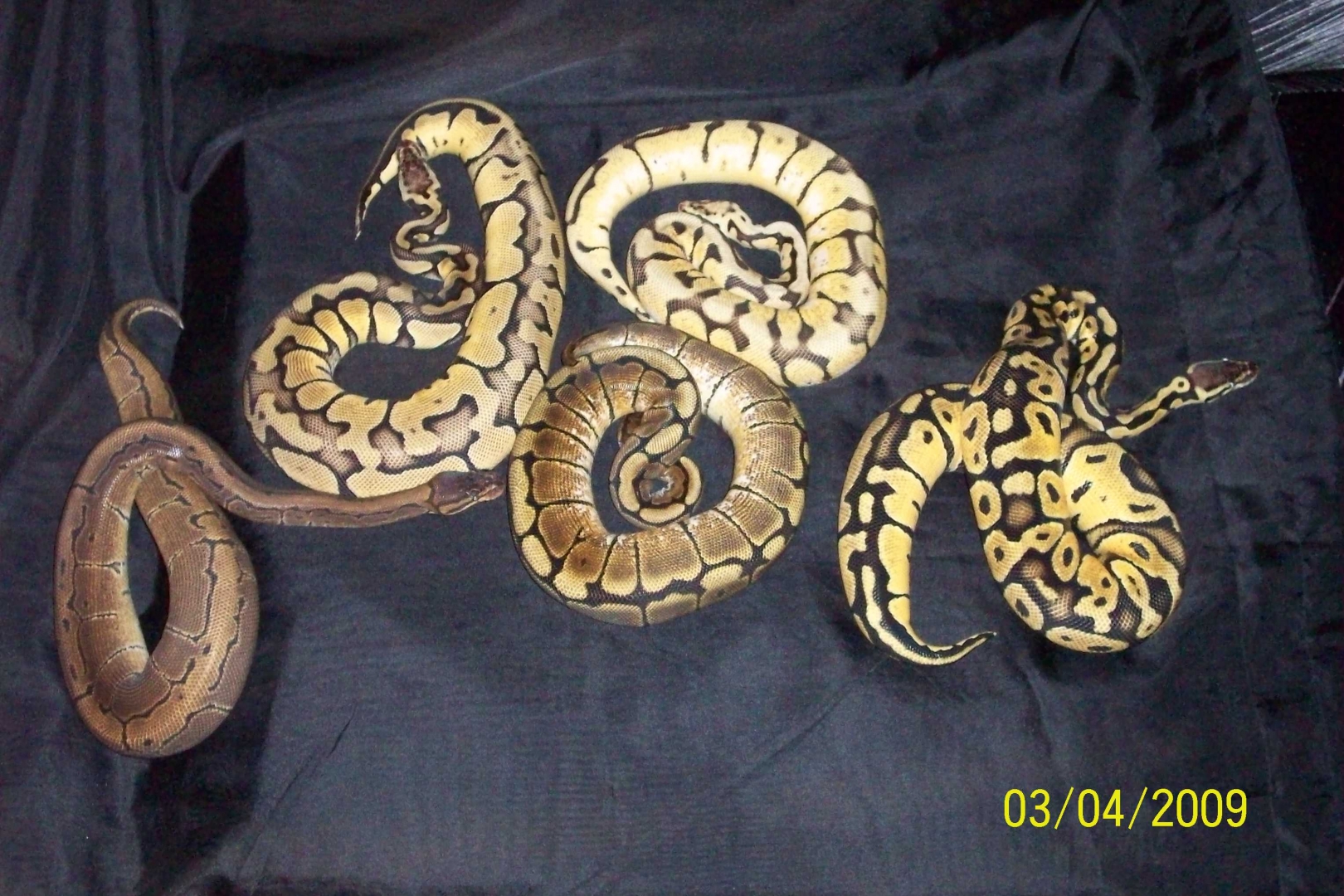 Few of our collection