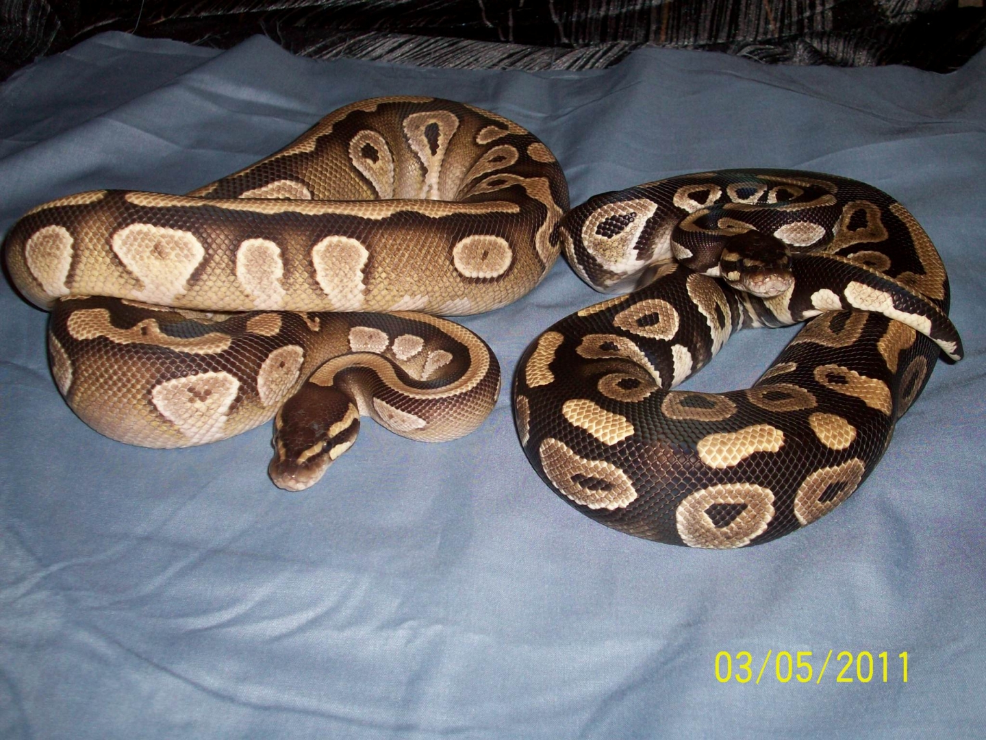 Few of our collection
