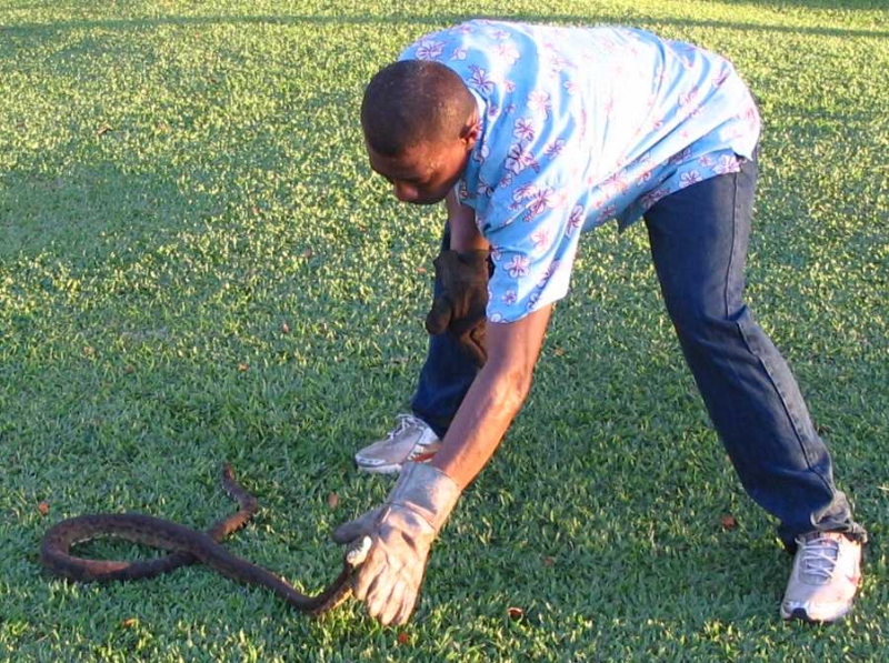 Fijiand Handler with bad tempered grey boa