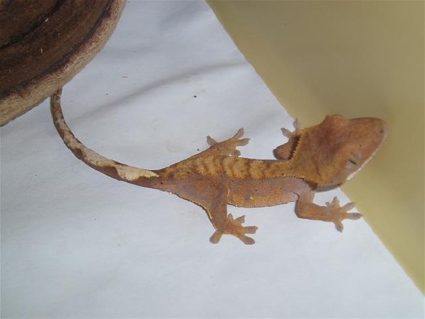 Fire Crested Gecko
