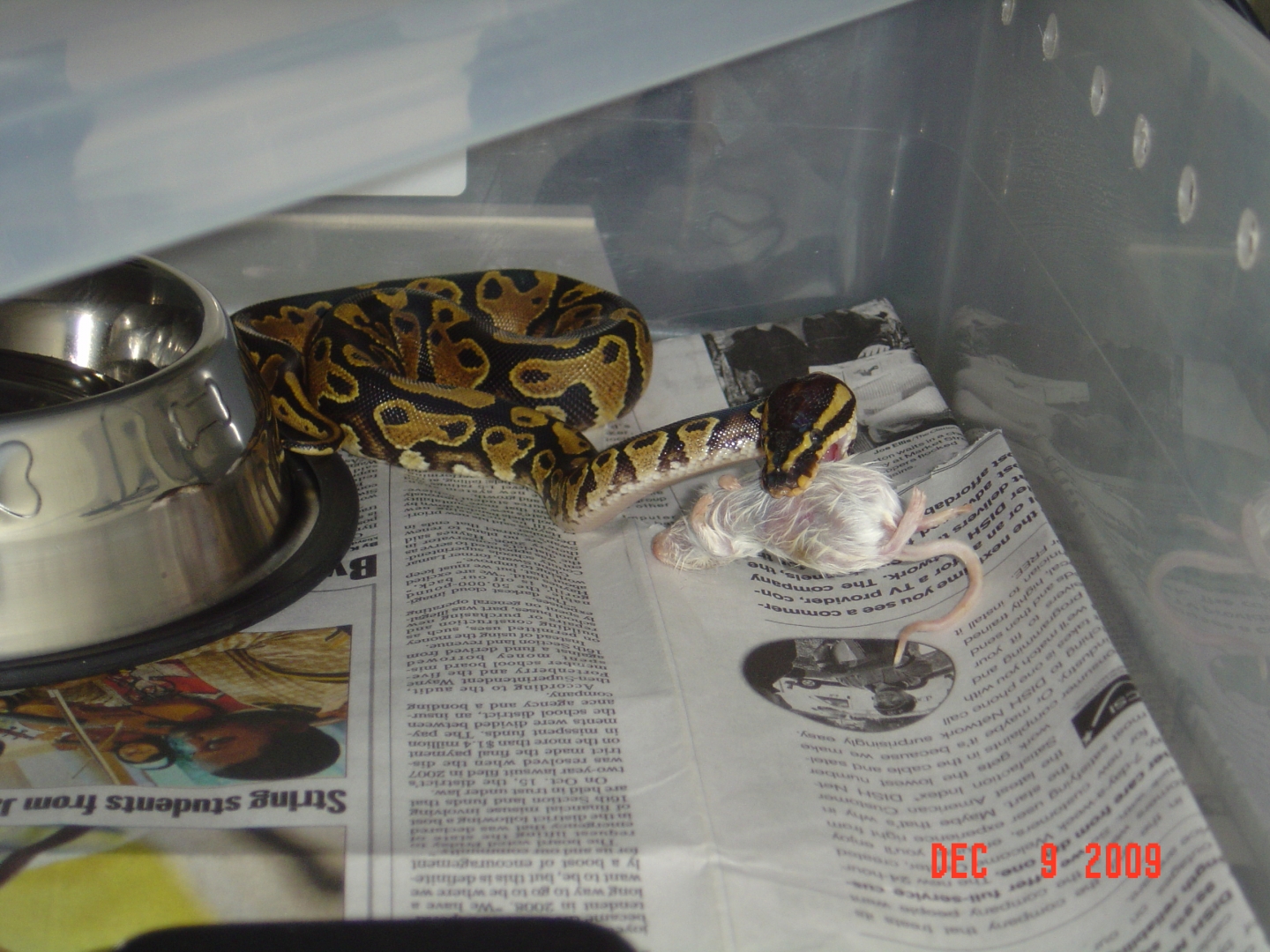 First feed