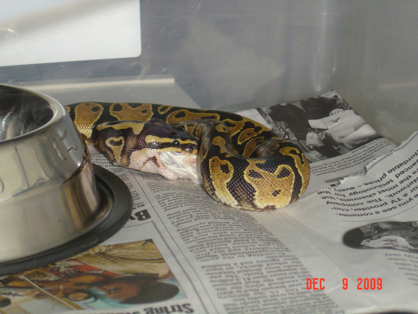 First feed
