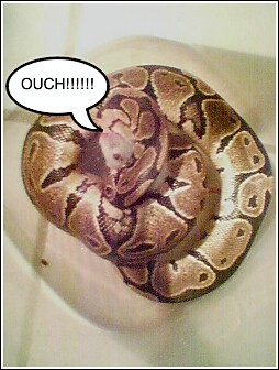 first feed