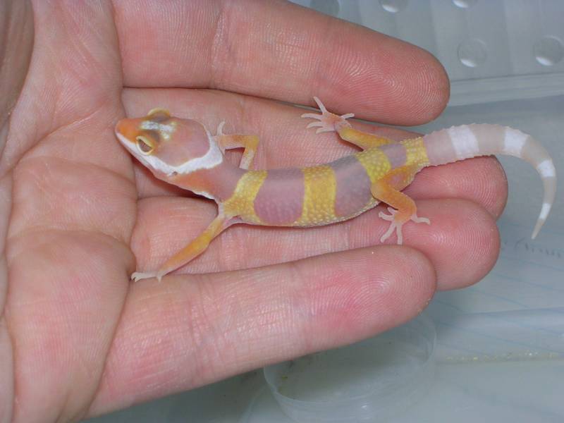 first hatchling at 1 1/2 weeks