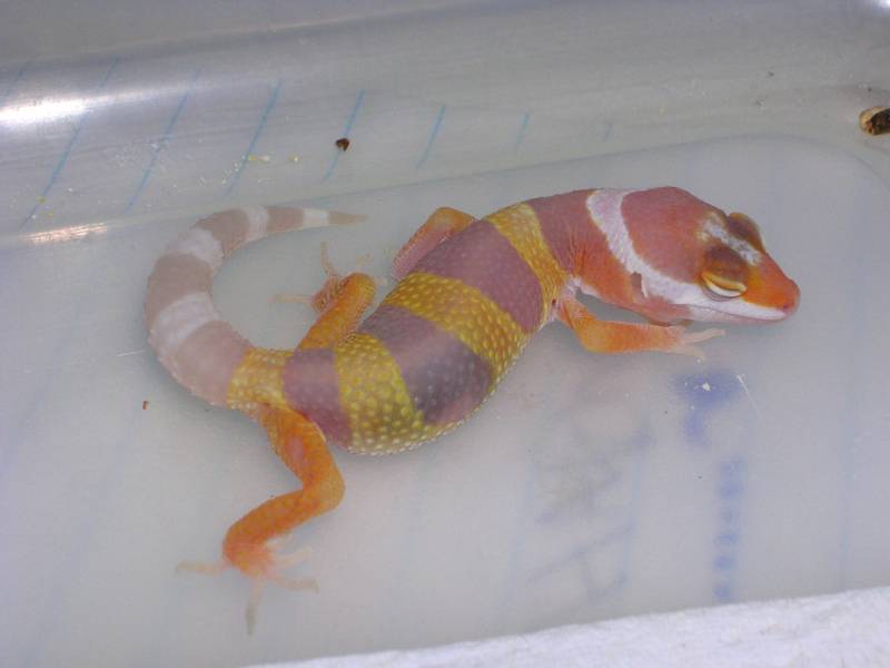 FIRST HATCHLING