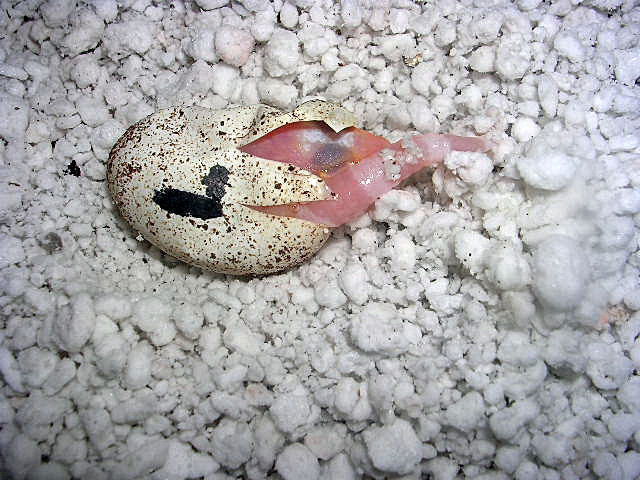 first hatchling3