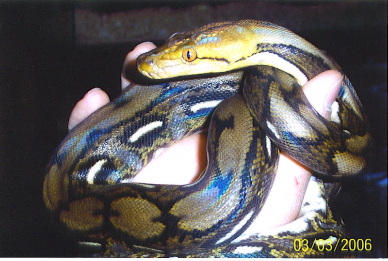 first retic what do you think