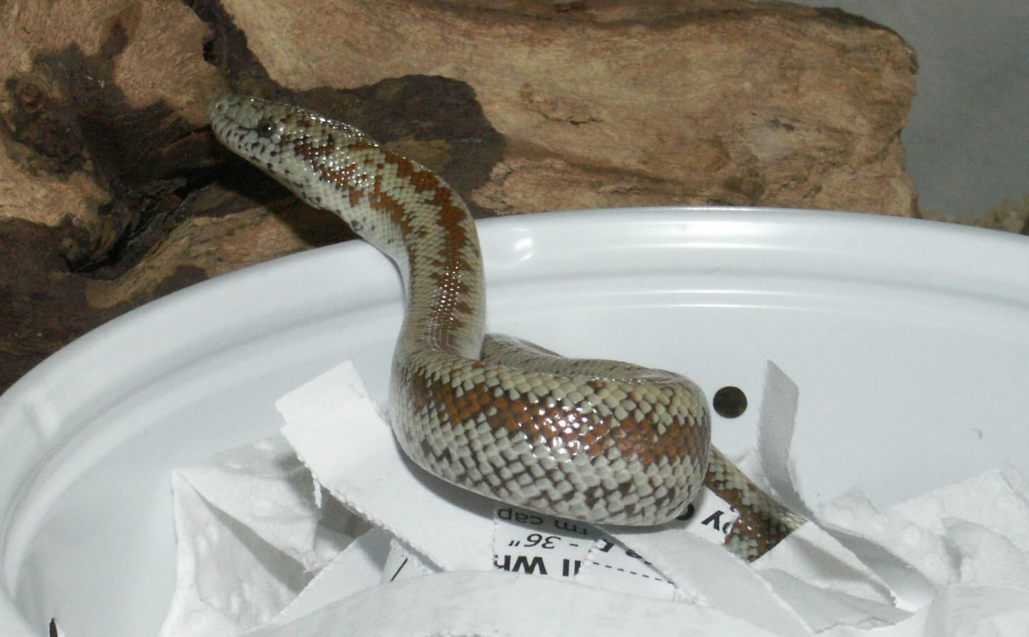First Rosy Boa