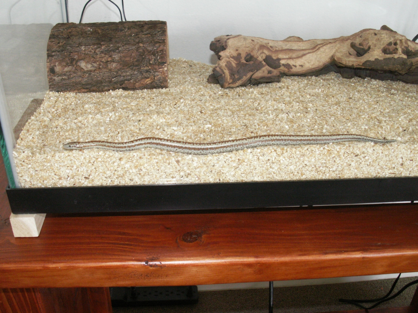 First Rosy Boa