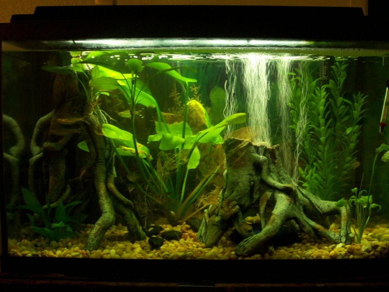 fish