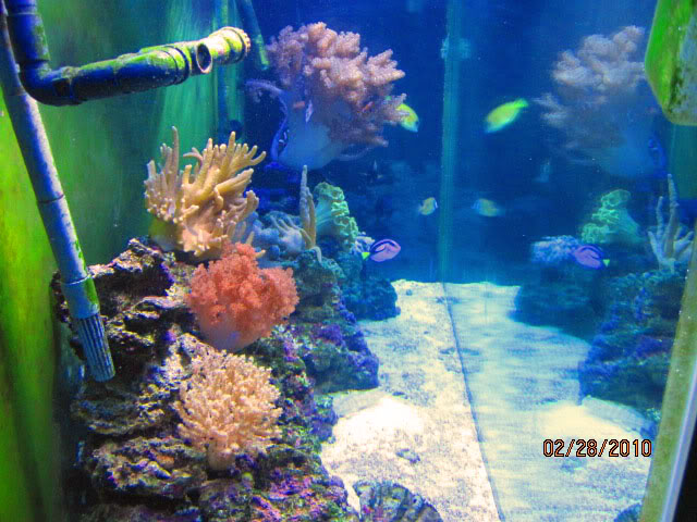 fish2