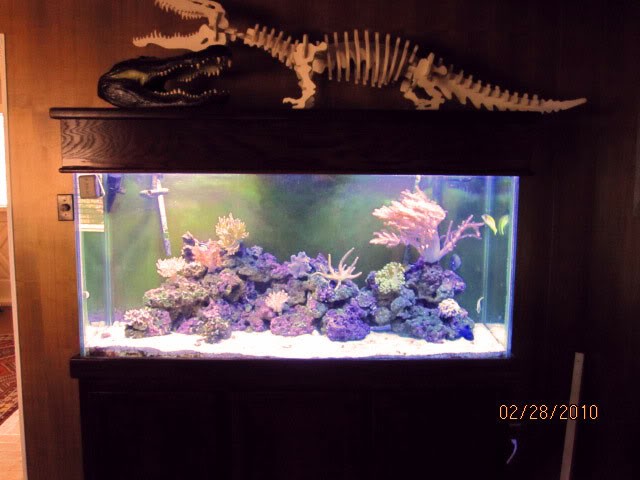 fish3
