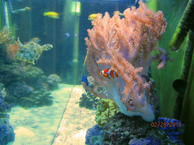 fish5