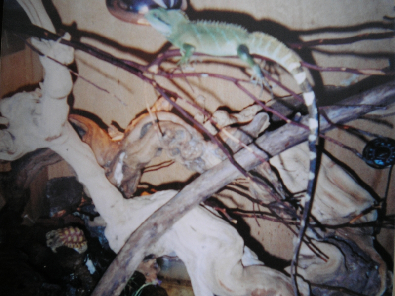 fish_065