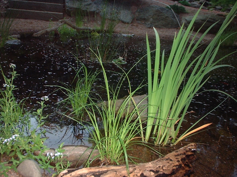 fishpond