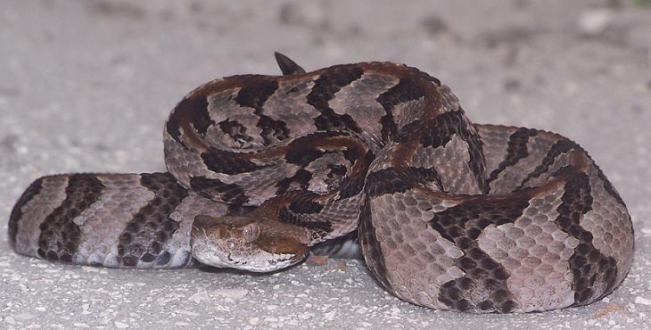 FL canebrake rattlesnake