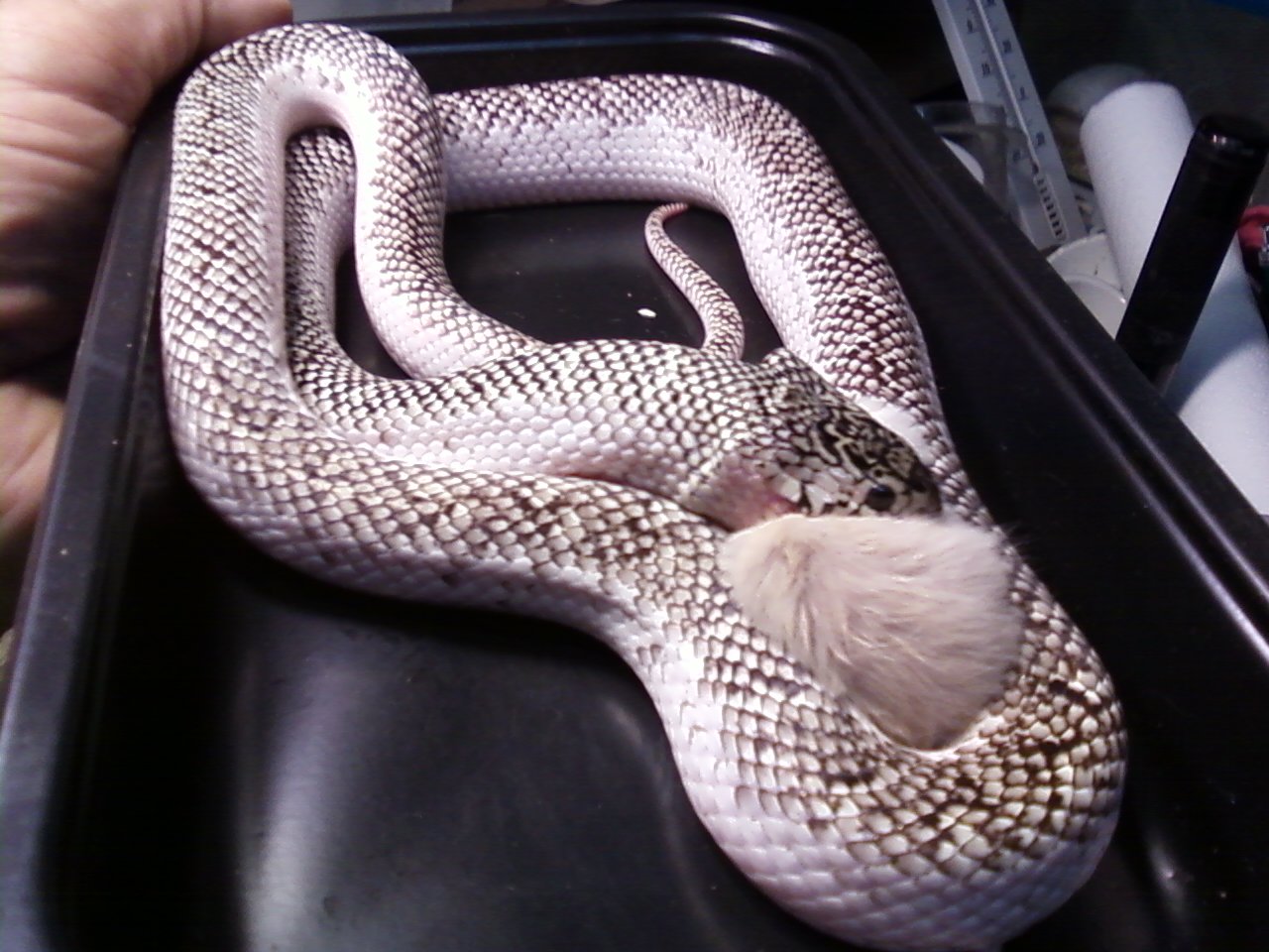 Fl.king white-sided female
