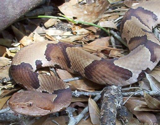 FL southern copperhead