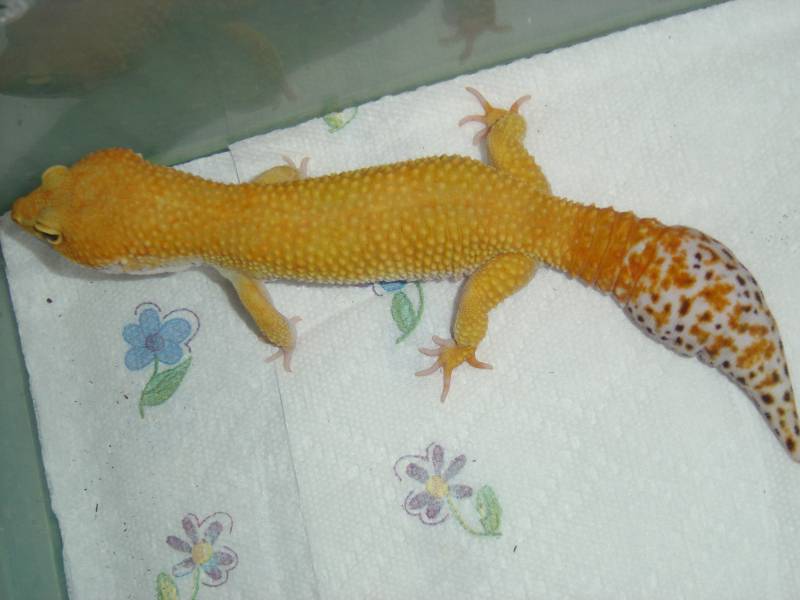 Flame - Male Stud for Bruce's Collection Pic2
