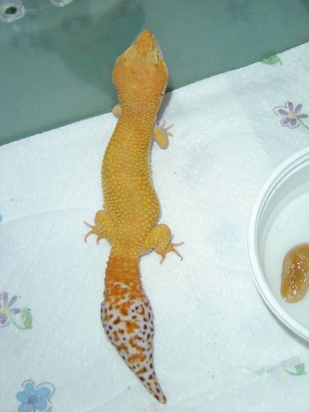 Flame - Male Stud for Bruce's Collection Pic3