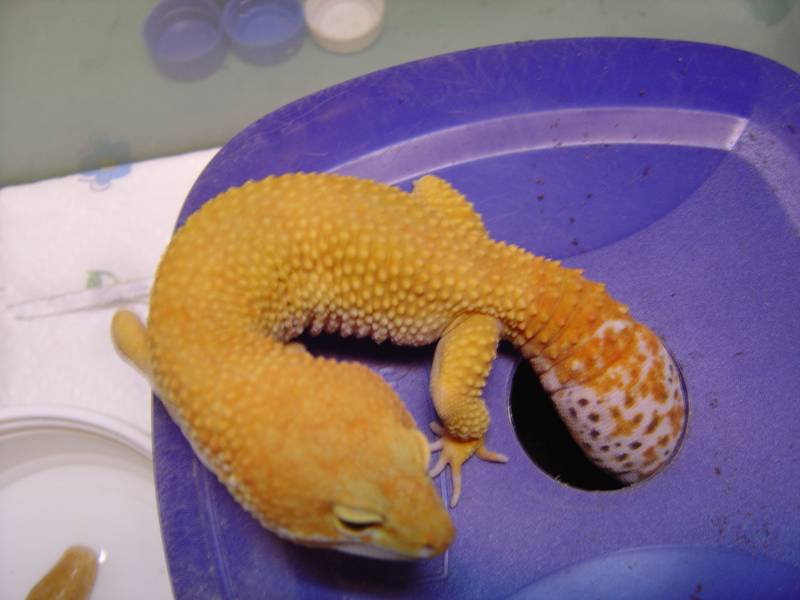 Flame - Male Stud for Bruce's Collection Pic3